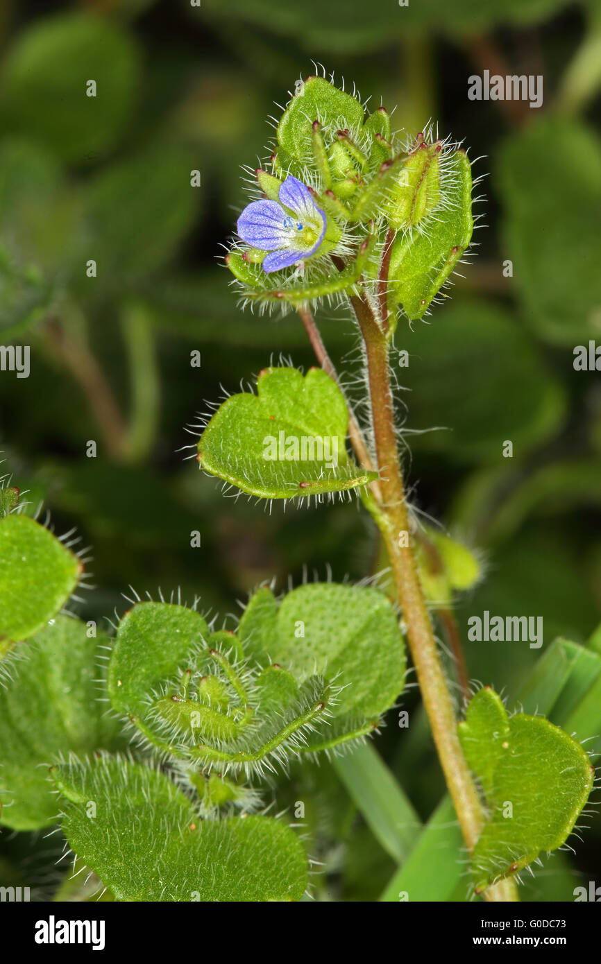 Veronica hederifolia, ivy-leaved speedwell Stock Photo