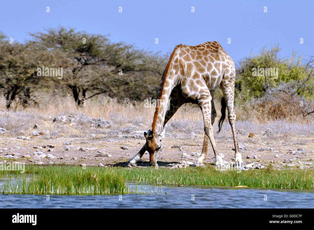 Giraffe drinking Stock Photo