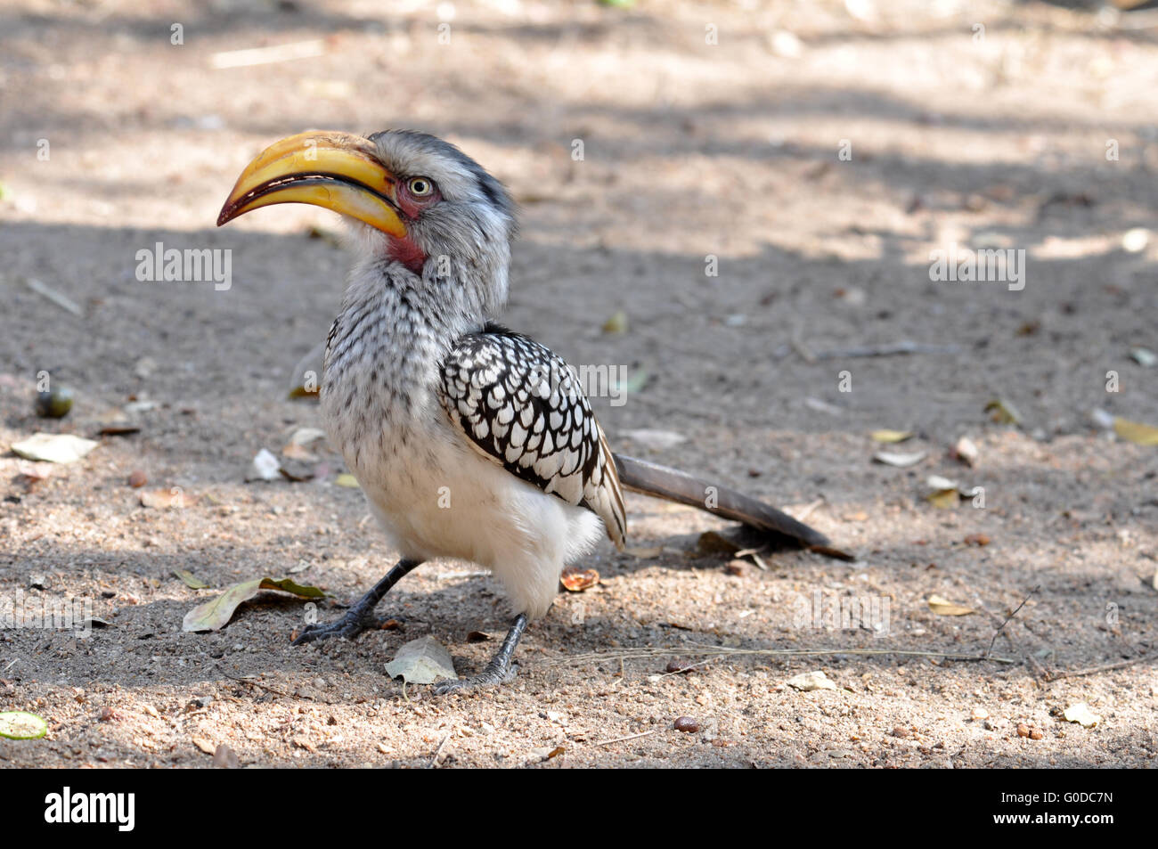 Southern Yellowbilled Hornbill Stock Photo