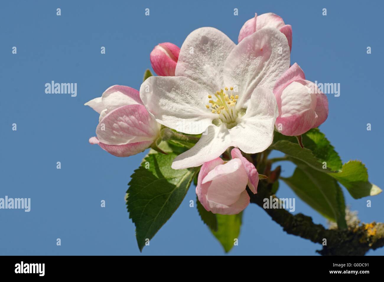 flowering apple tree Stock Photo