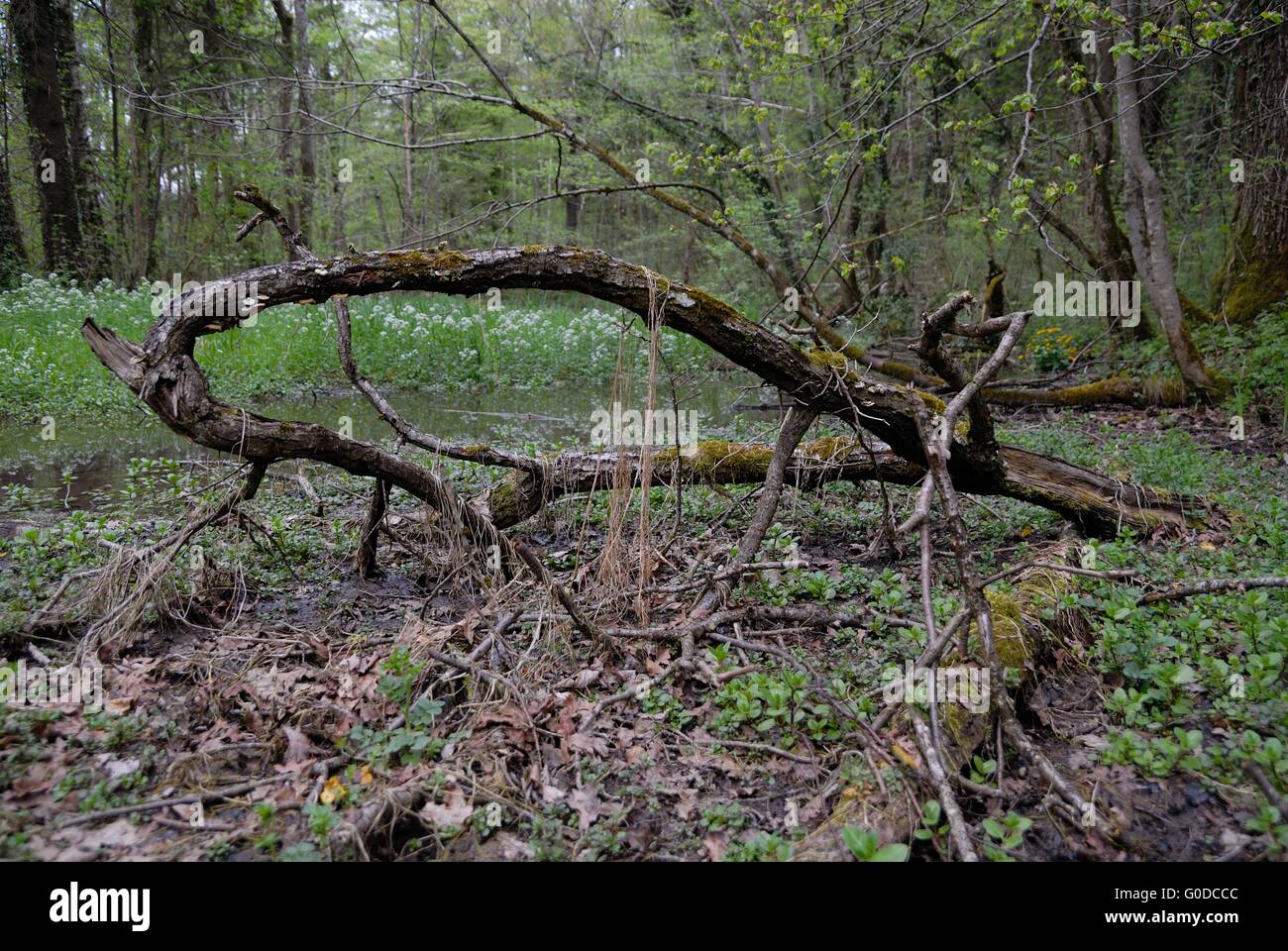 Wet lowland forest hi-res stock photography and images - Alamy