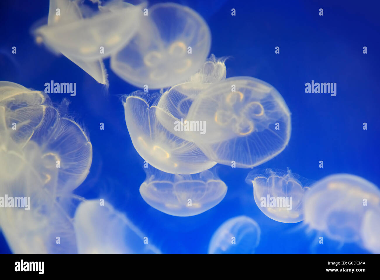 White jellyfish (Aurelia aurita or Moon jelly) Stock Photo