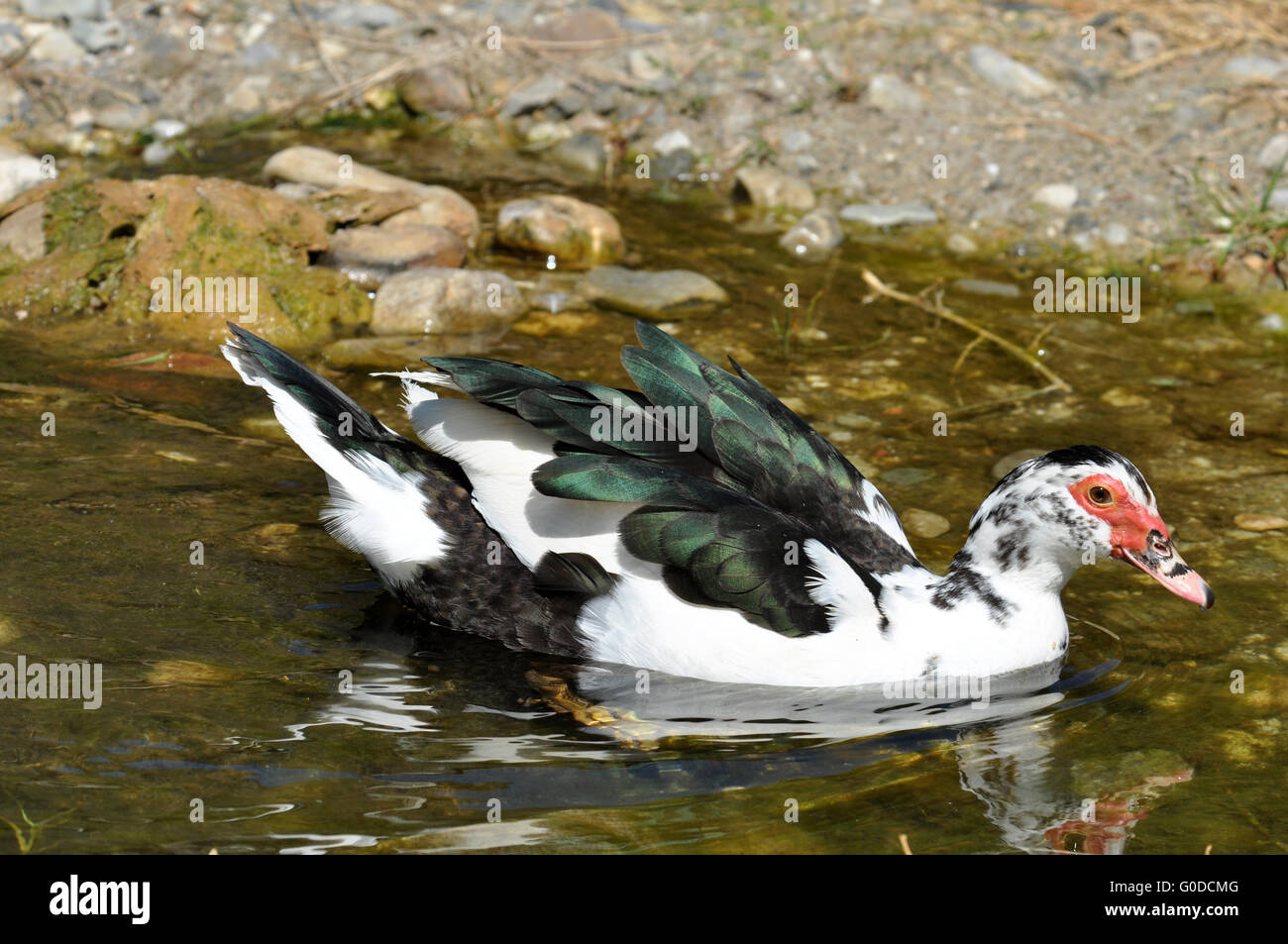 Muscovy Duck Stock Photo