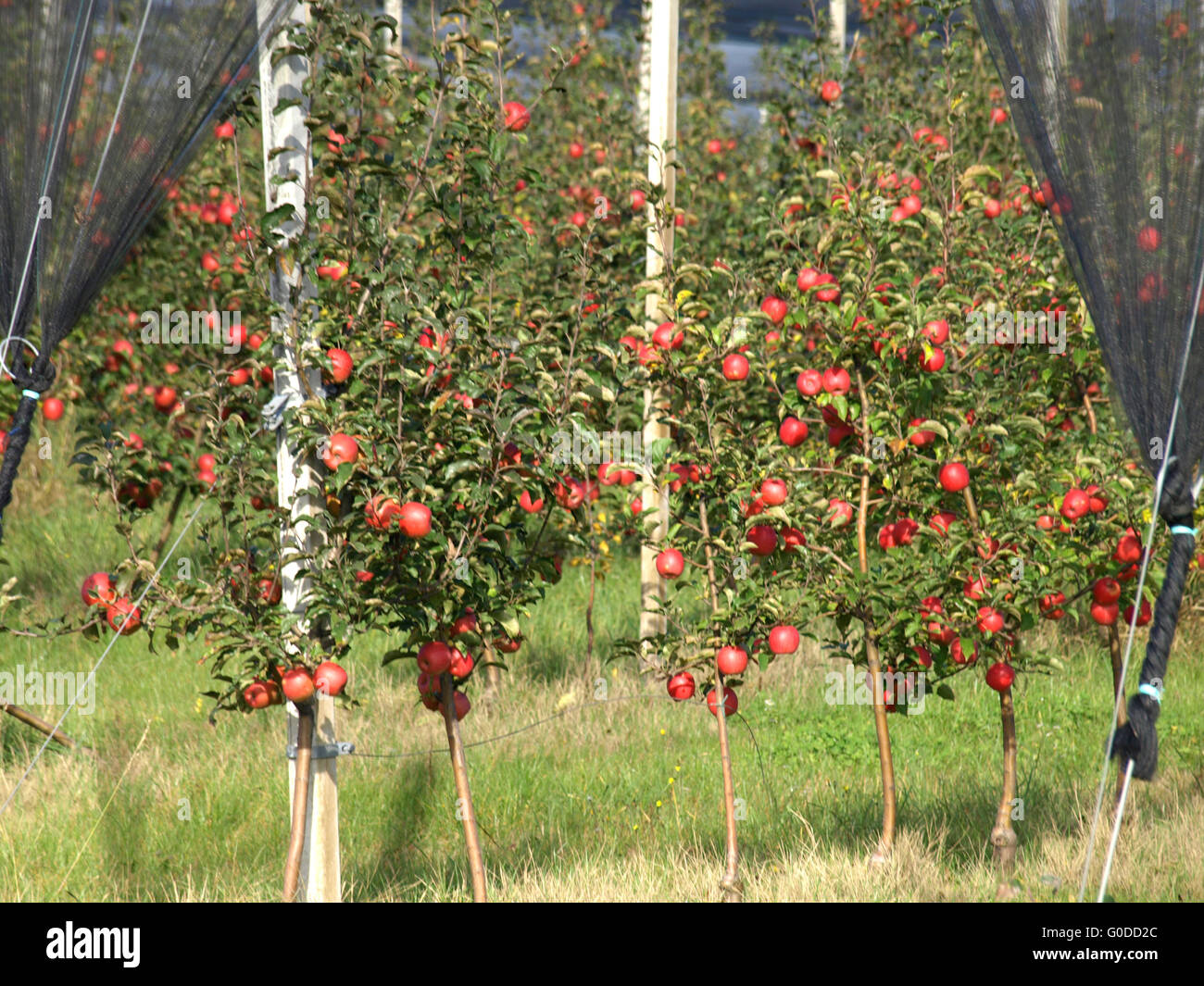 Apple orchard Stock Photo