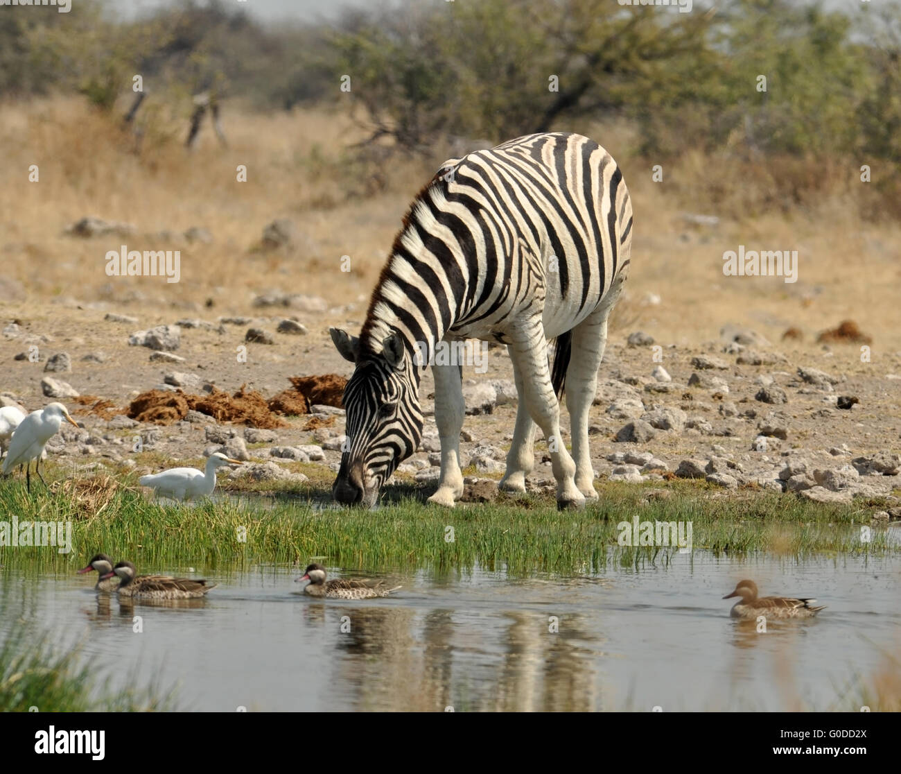 Burchell's Zebra in Africa Stock Photo