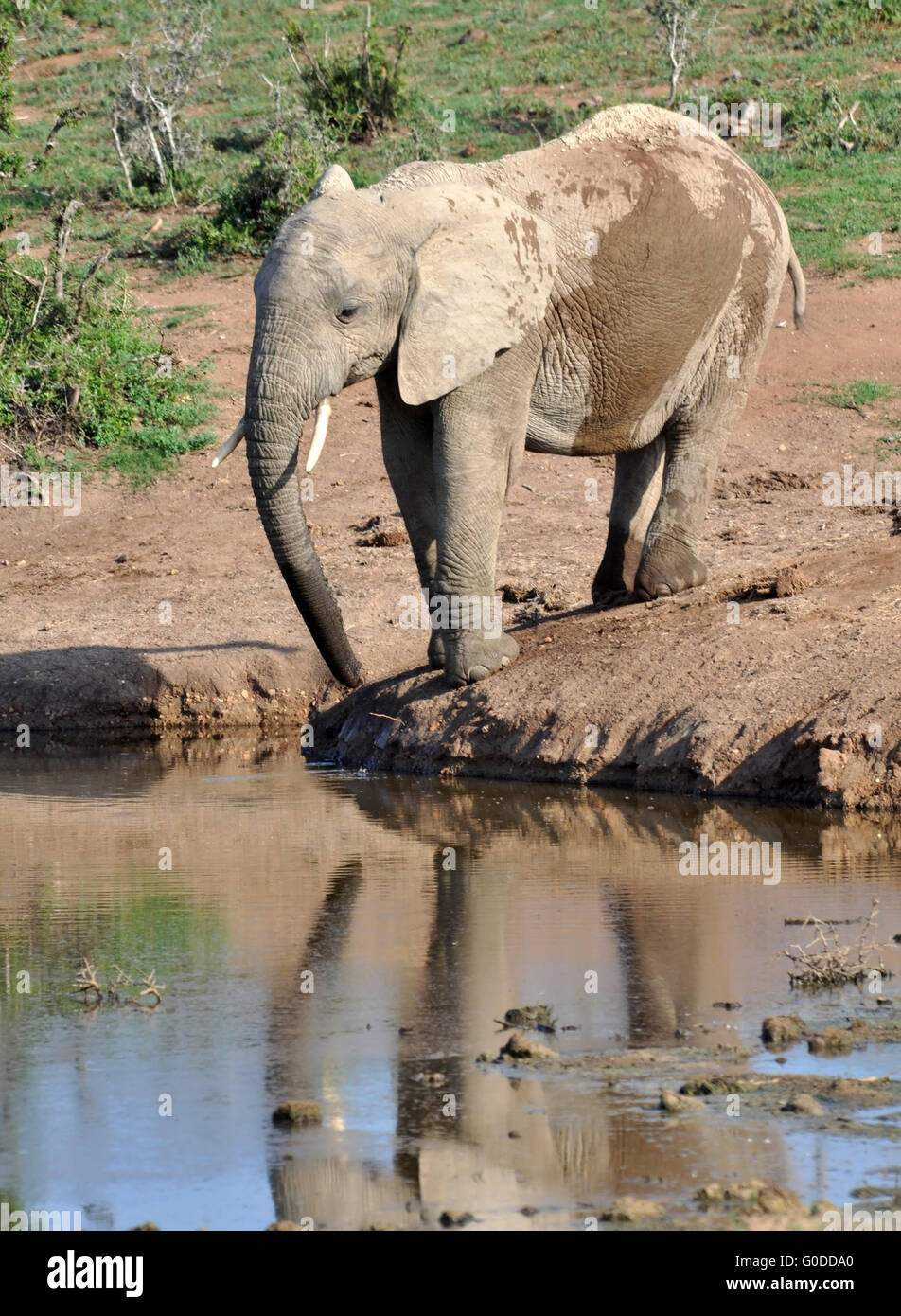 African Elephant Stock Photo