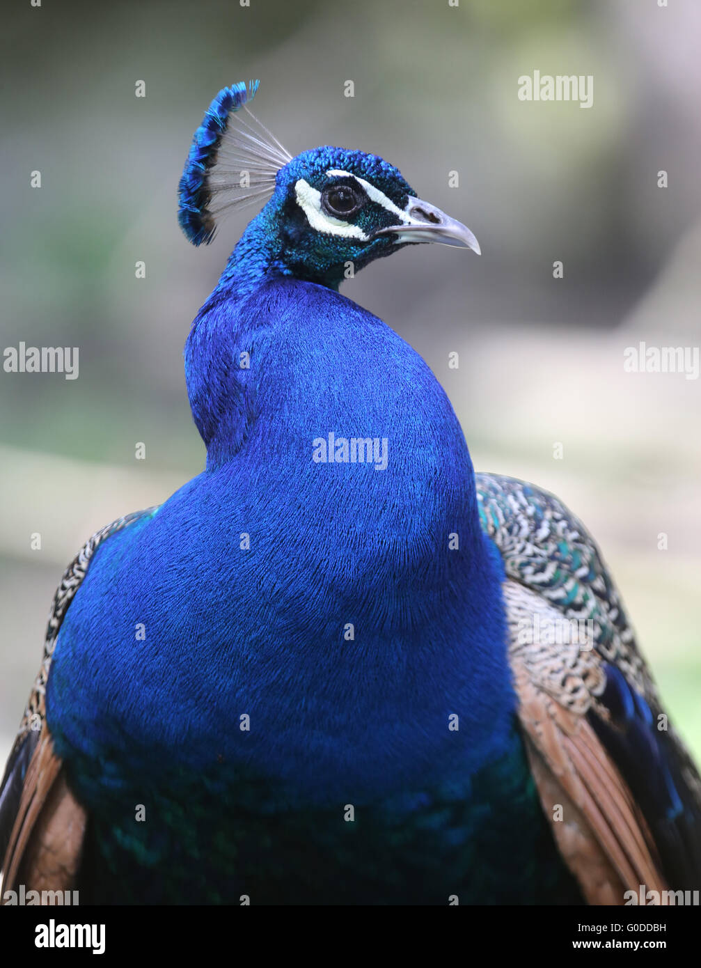 Bird peacock common blue hires stock photography and images Alamy