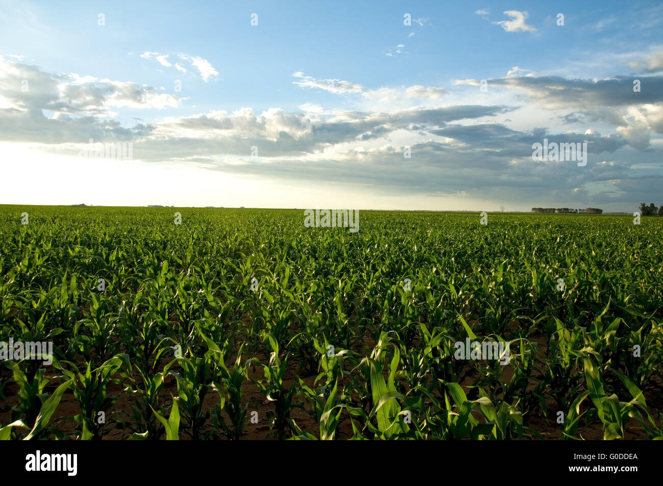 Corn field Stock Photo