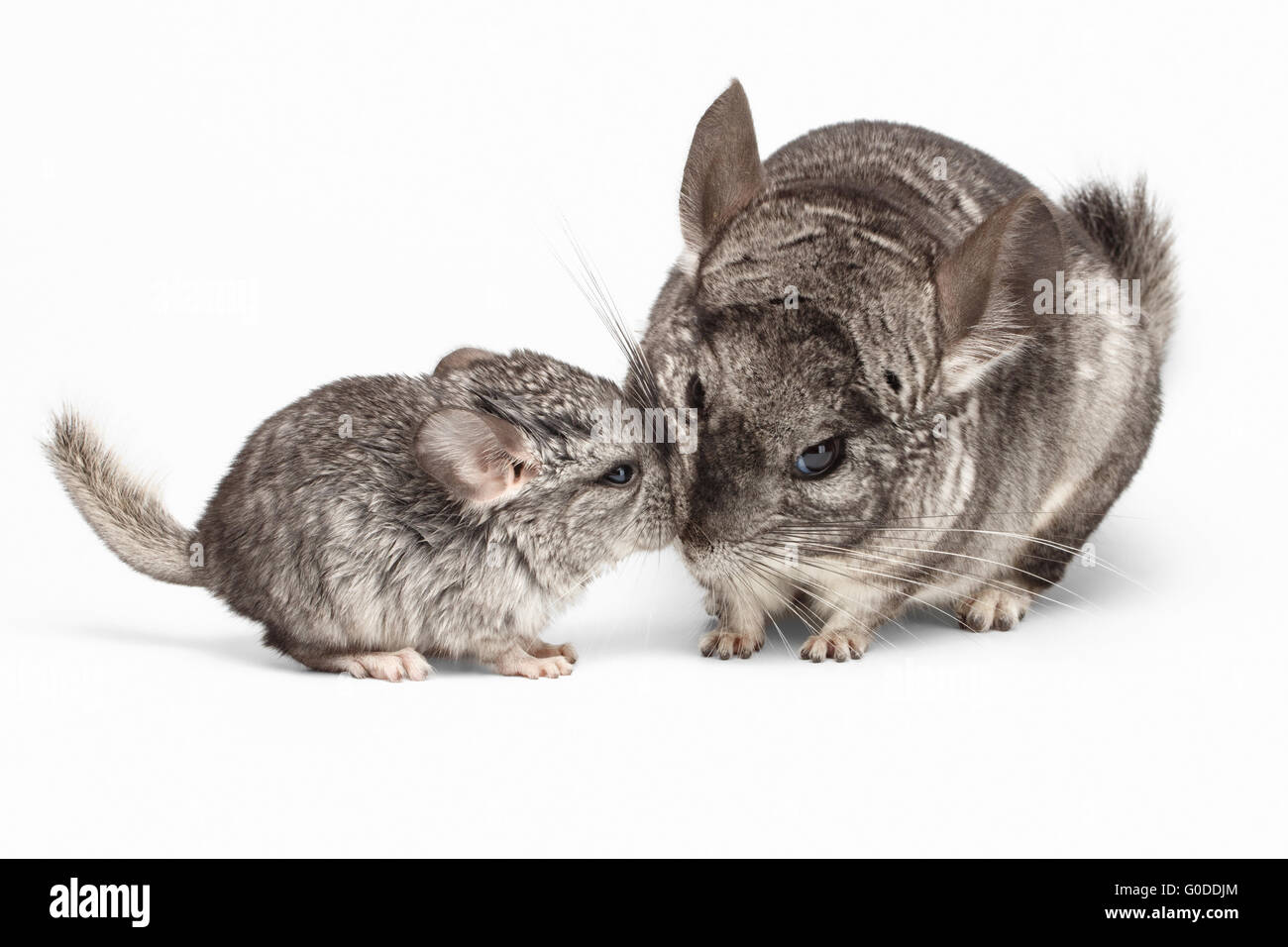 Cute Baby Chinchillas
