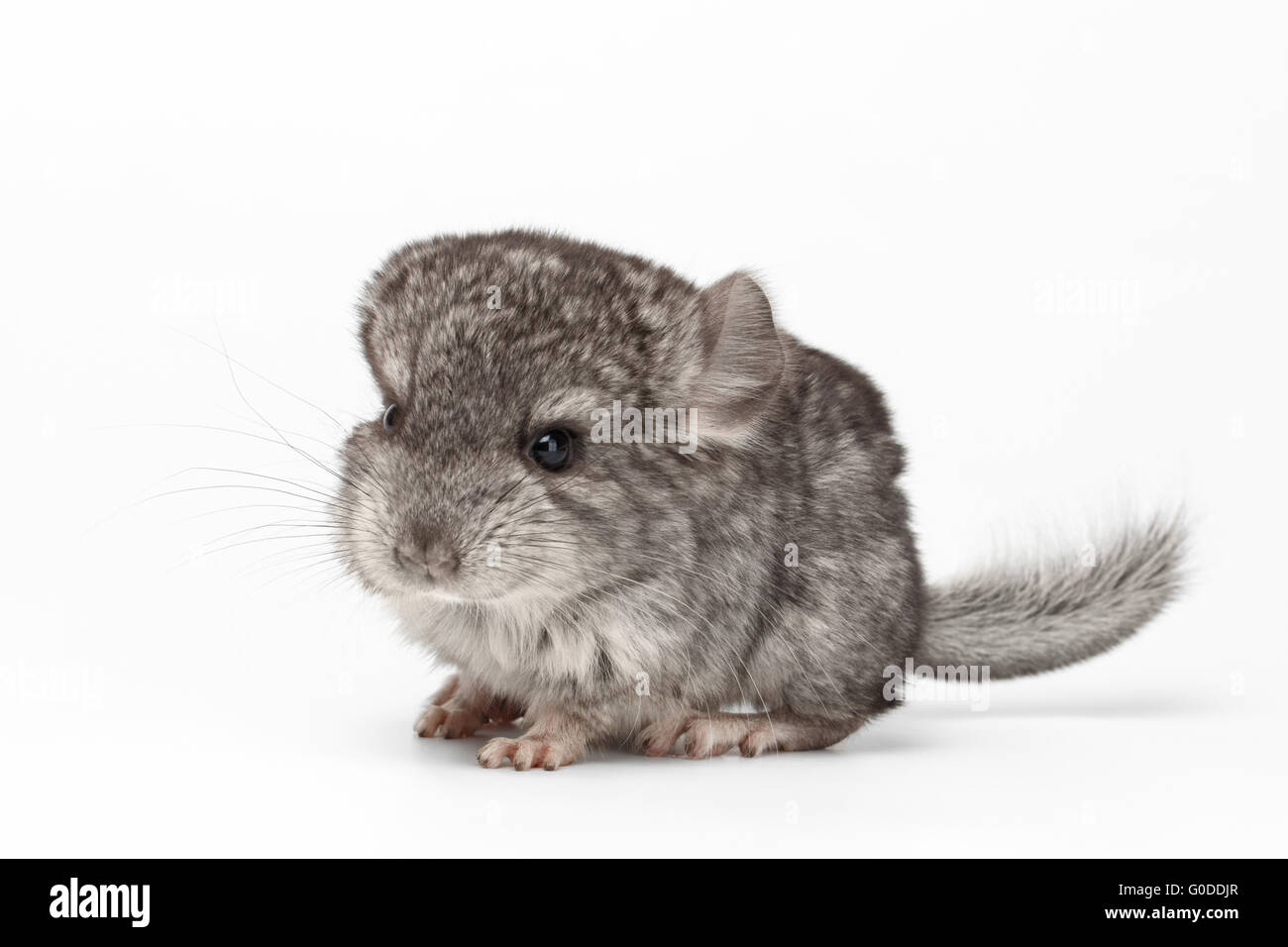 Gray Baby Chinchilla in Profile View on white Stock Photo