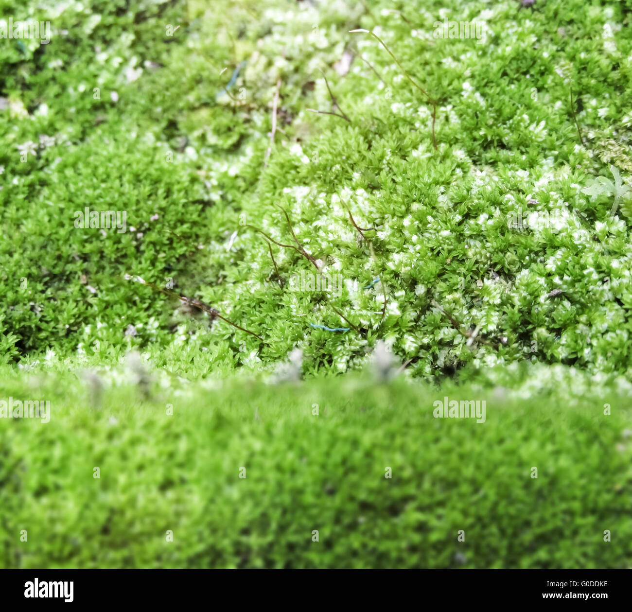 Moss plant hi-res stock photography and images - Alamy