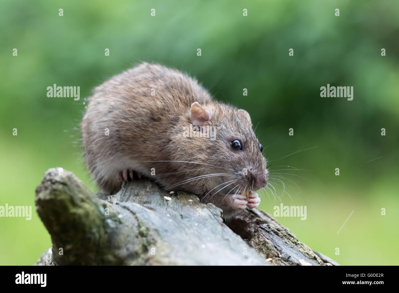 Brown rat foraging Stock Photo