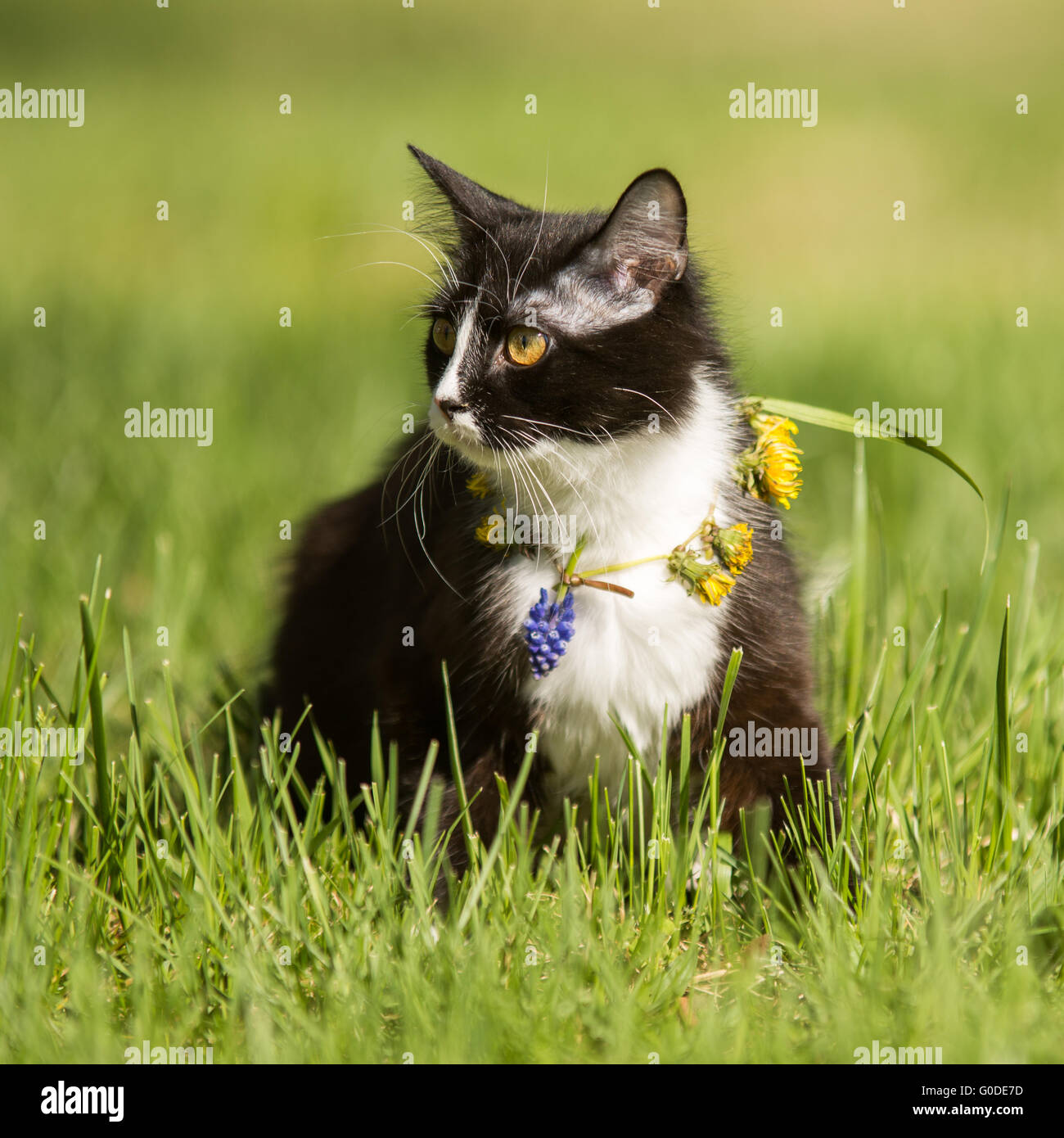 black cat playing on green grass lawn Stock Photo - Alamy