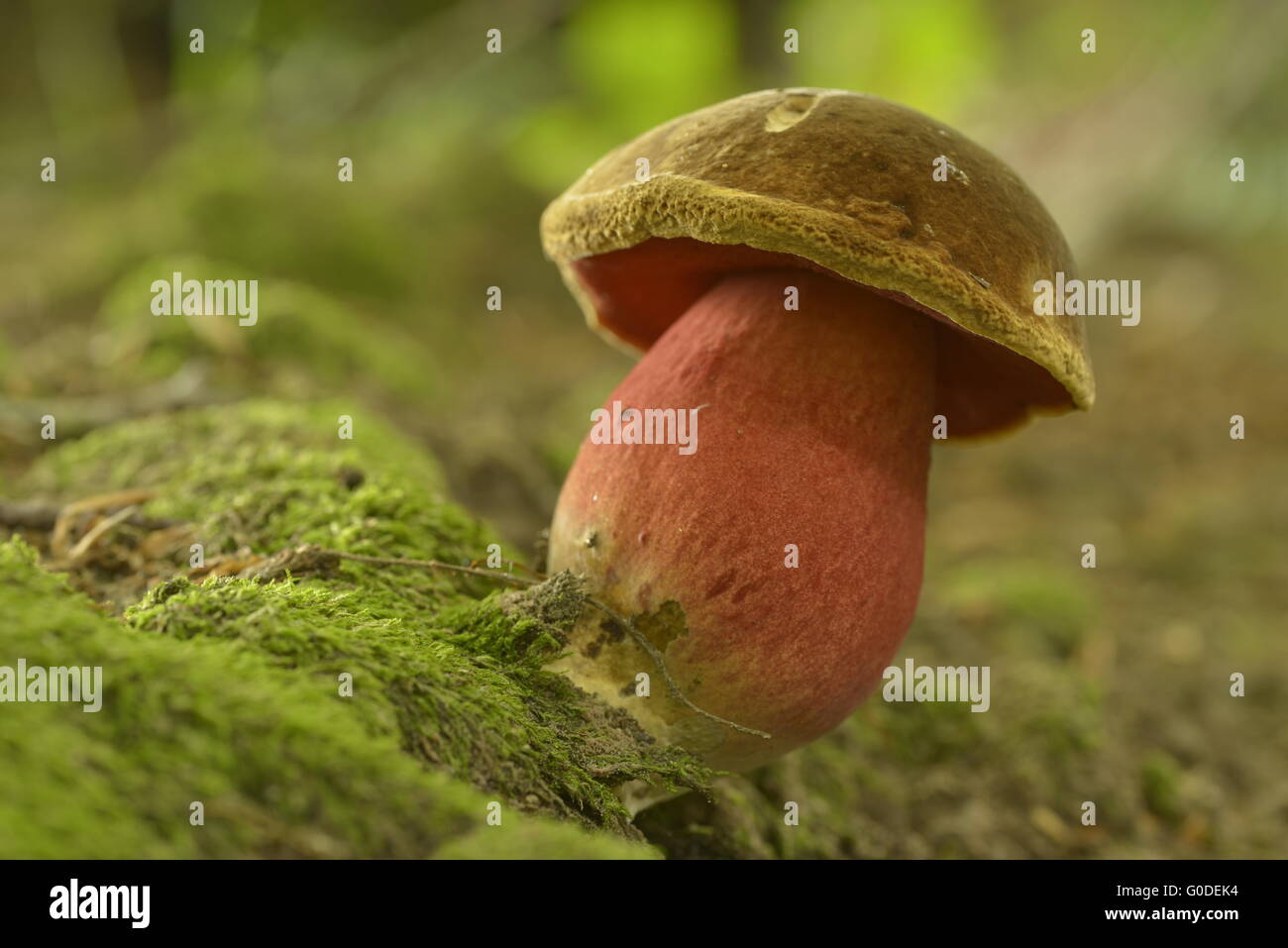 Colourful mushroom Stock Photo
