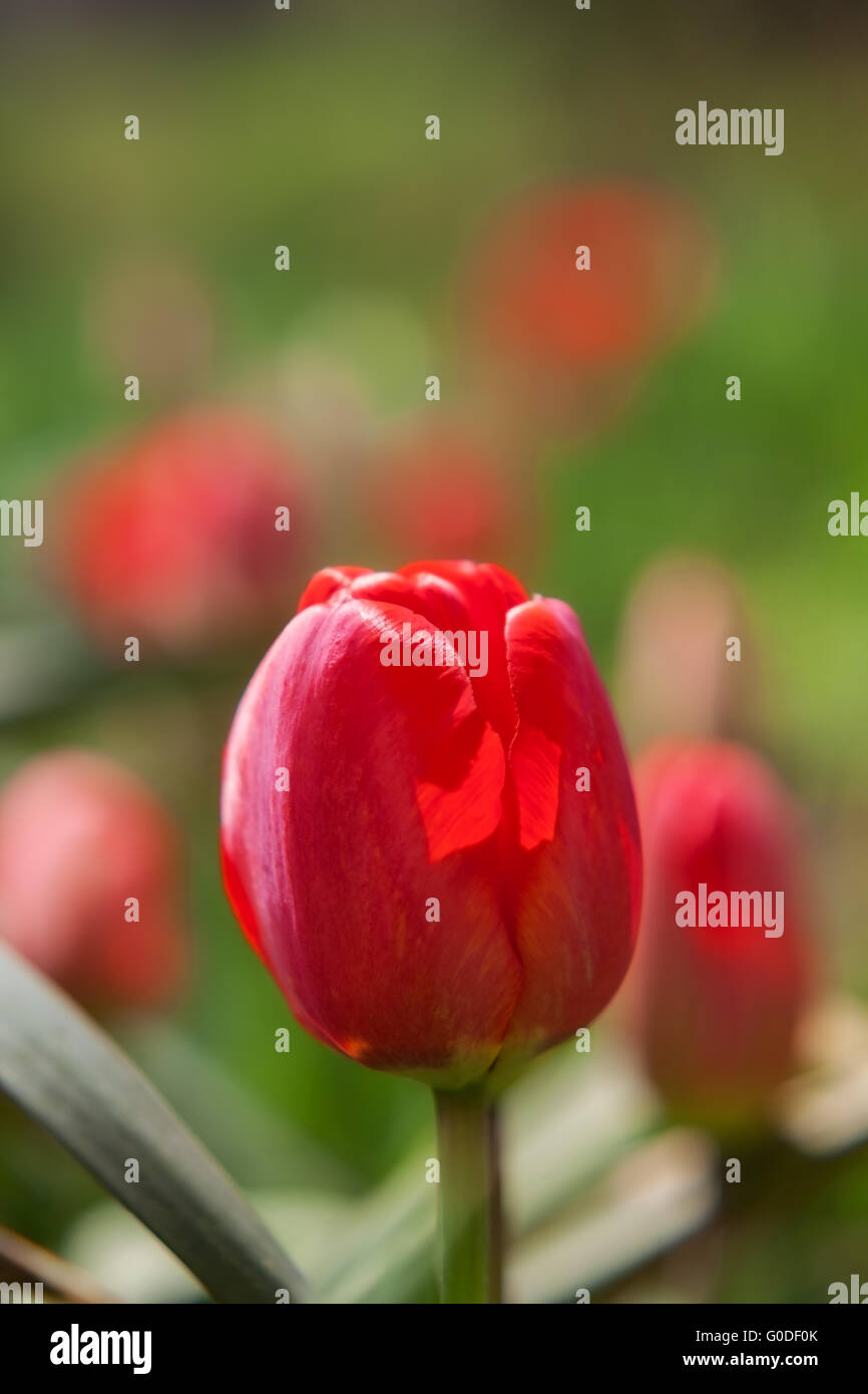 red tulip on the background field of tulips in a beautiful spring day. close-up Stock Photo