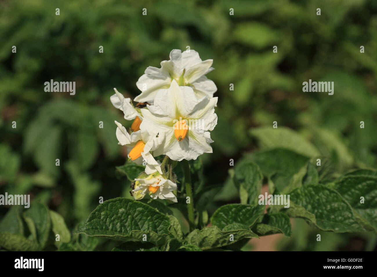 Bluehende Kartoffel High Resolution Stock Photography and Images - Alamy