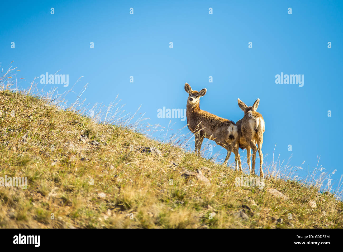 two young deer standing on top of hill Stock Photo - Alamy