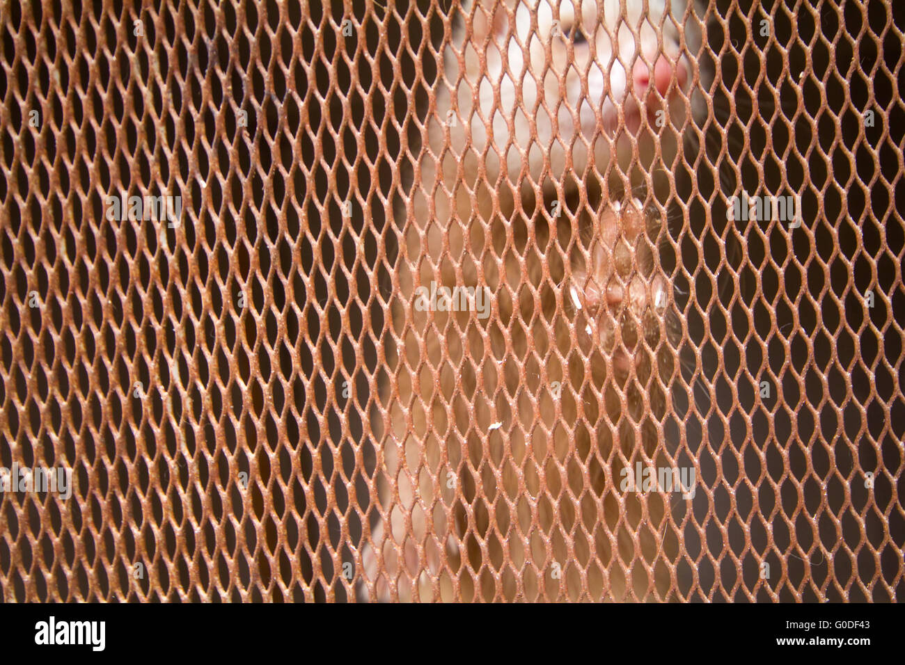 Platinum mink in  cell.   fur-bearing animals Stock Photo