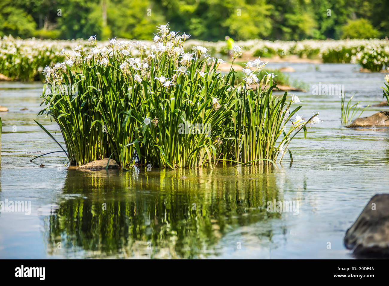 spider water lilies in landsford state park south Stock Photo