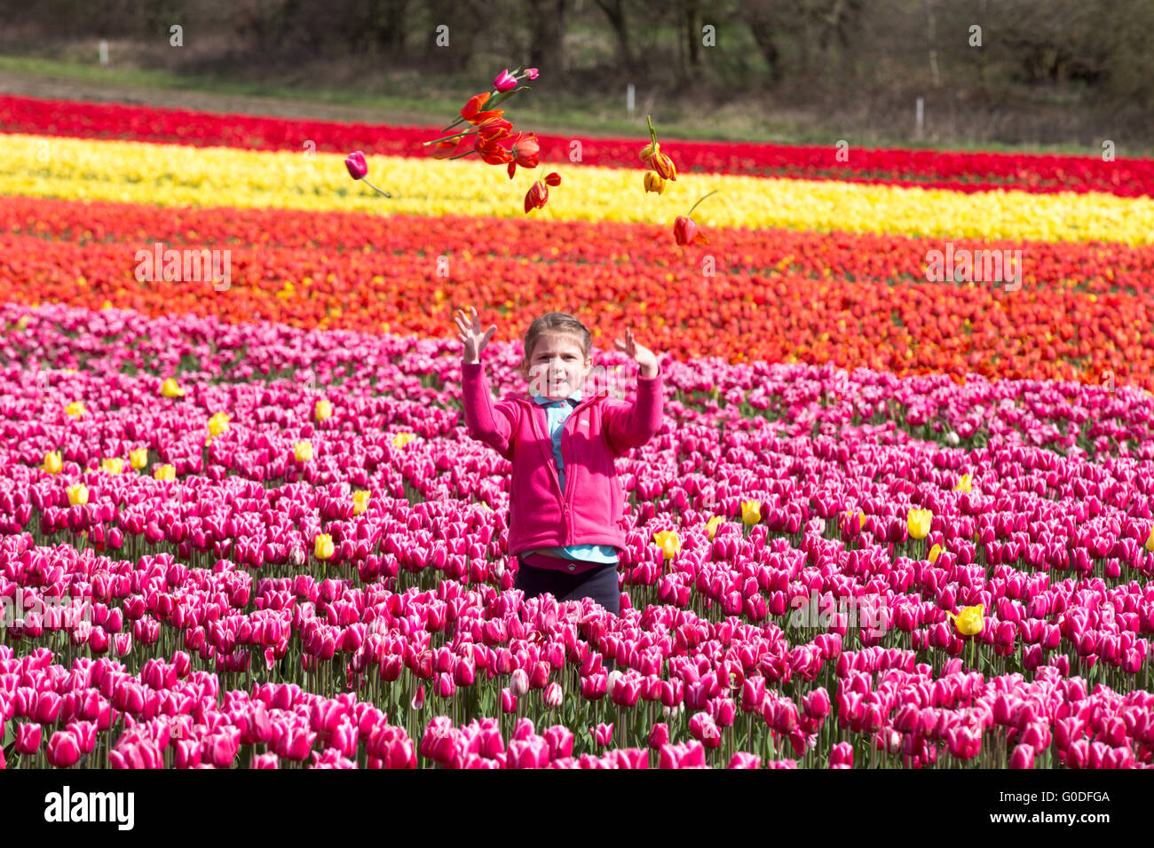 Lola Ward,8,picking tulips in a field near King's Lynn in Norfolk on