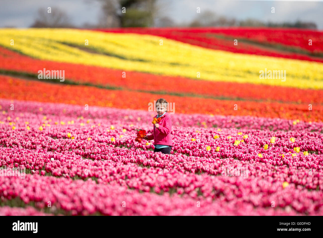 Lola Ward,8,picking tulips in a field near King's Lynn in Norfolk on