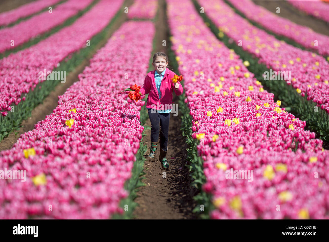 Lola Ward,8,picking tulips in a field near King's Lynn in Norfolk on Friday April 8th,in Britain's last remaining bulbfield. Stock Photo