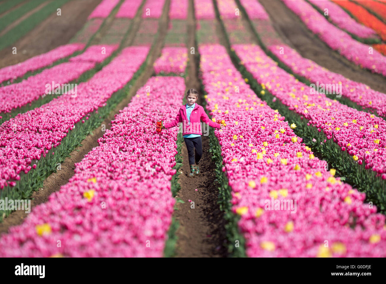 Lola Ward,8,picking tulips in a field near King's Lynn in Norfolk on