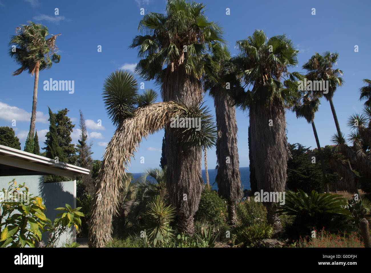 Palm trees in tropical garden. Spain, Costa Brava Stock Photo Alamy