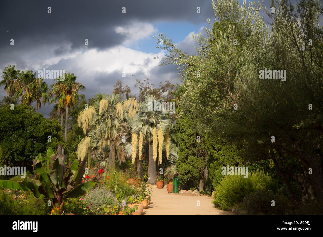 Palm trees in tropical garden. Spain, Costa Brava Stock Photo Alamy