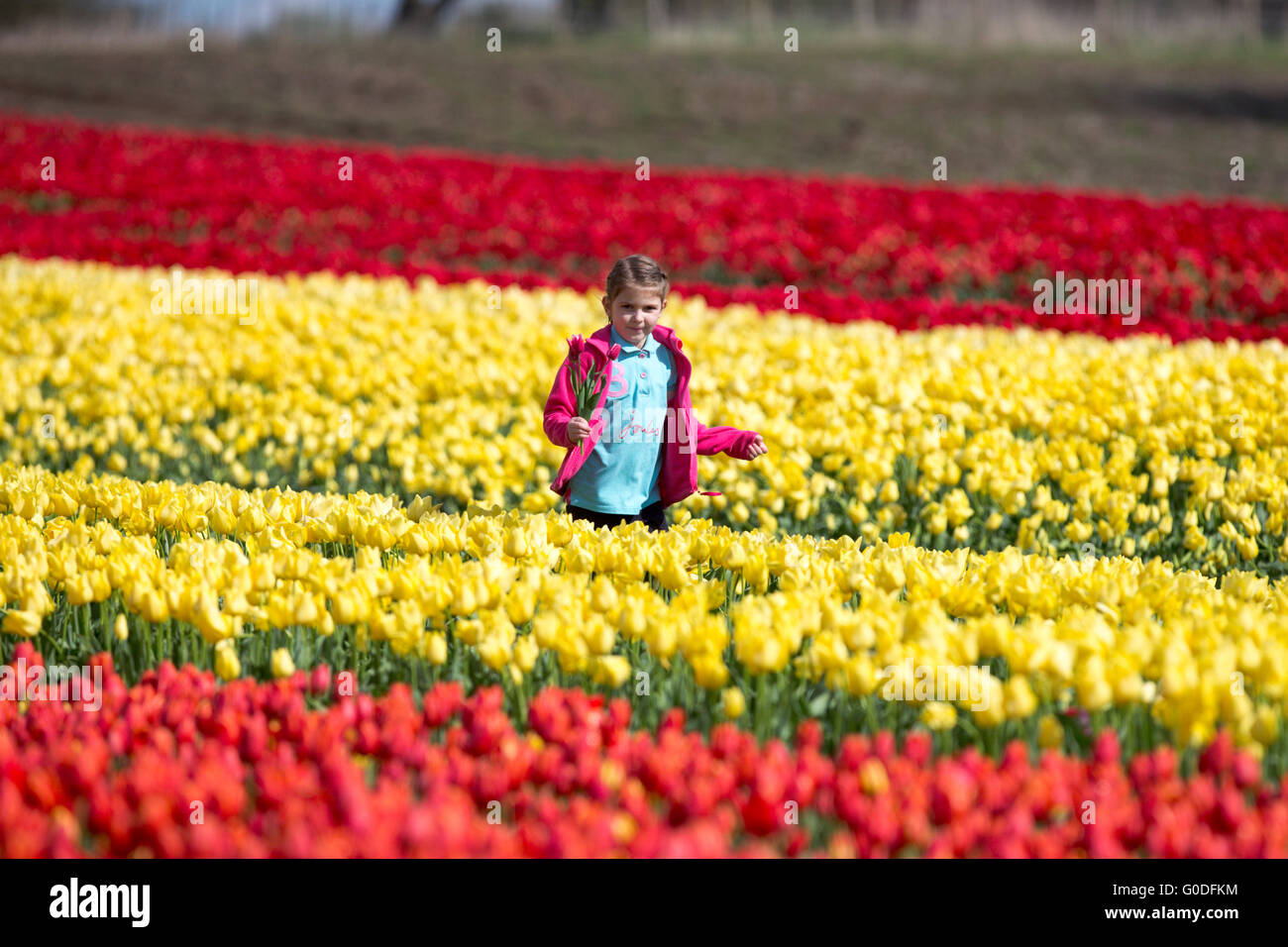 King’s lynn agriculture hires stock photography and images Alamy