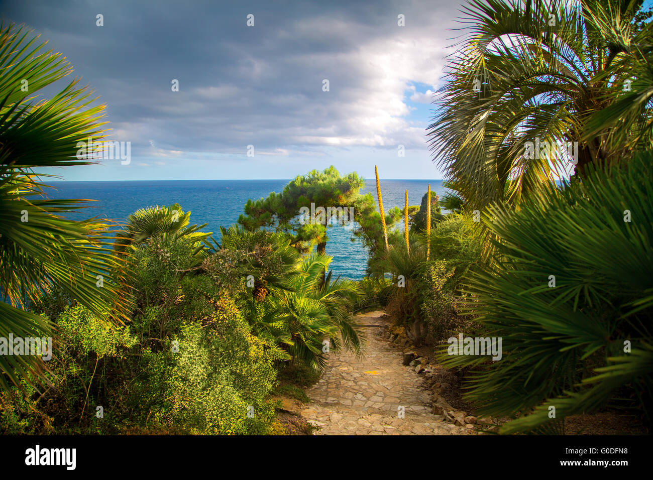 Palm trees in tropical garden. Spain, Costa Brava Stock Photo Alamy