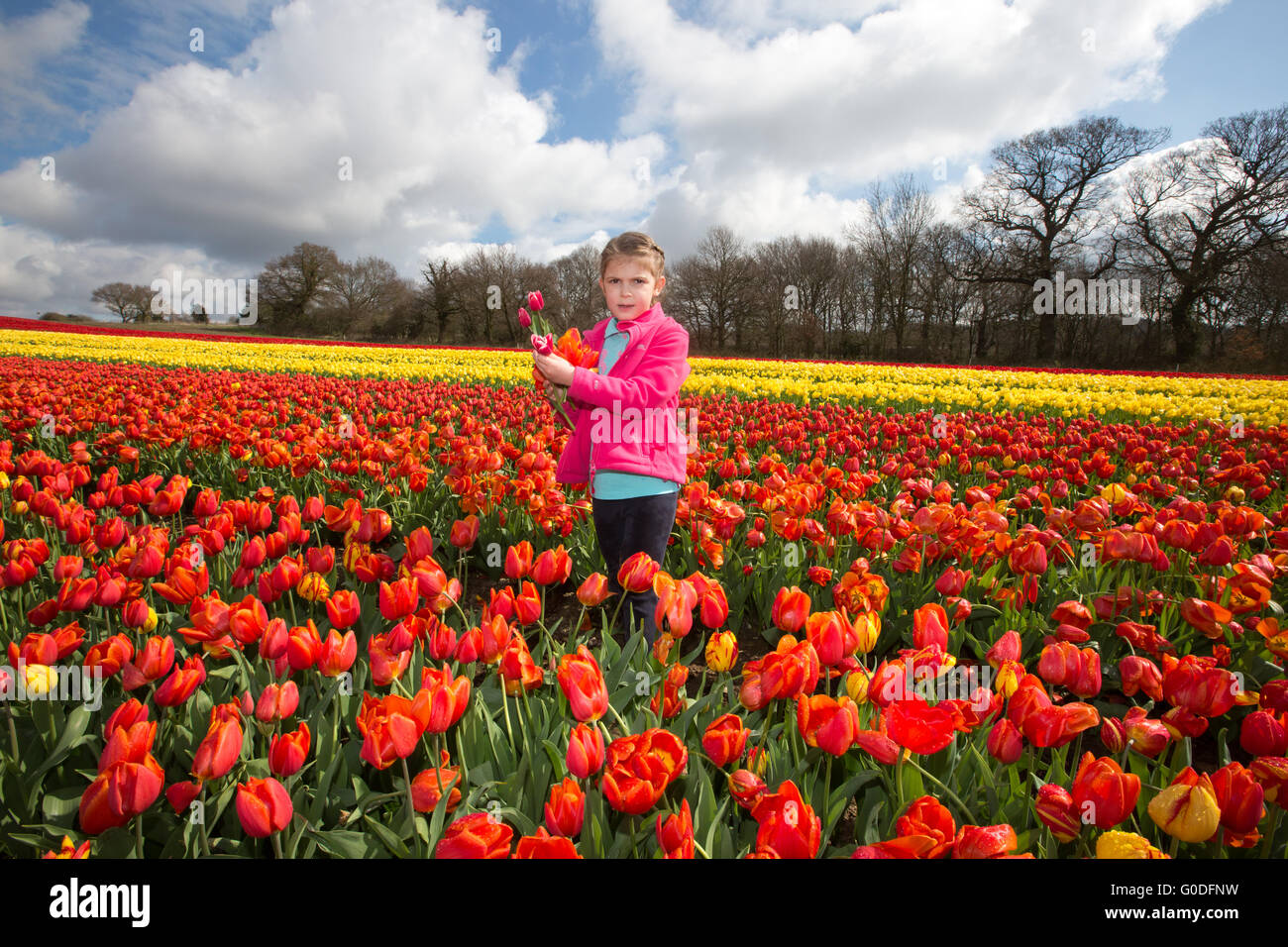 Lola Ward,8,picking tulips in a field near King's Lynn in Norfolk on