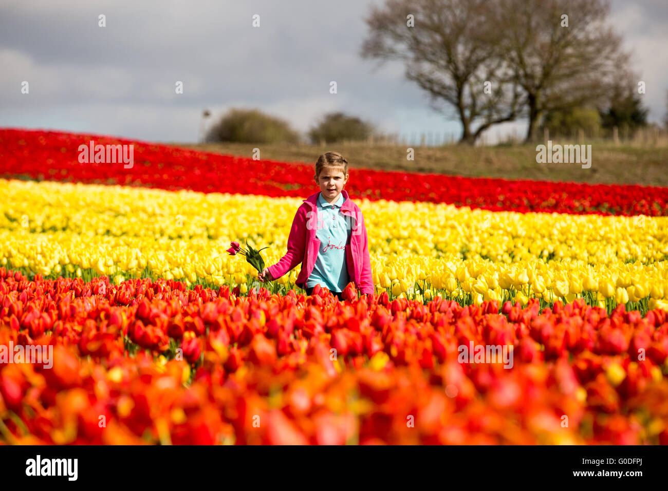 Lola Ward,8,picking tulips in a field near King's Lynn in Norfolk on