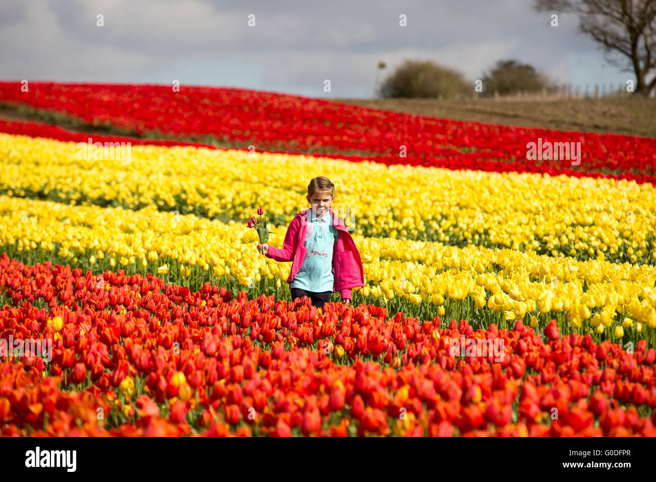 Lola Ward,8,picking tulips in a field near King's Lynn in Norfolk on Friday April 8th,in Britain's last remaining bulbfield. Stock Photo