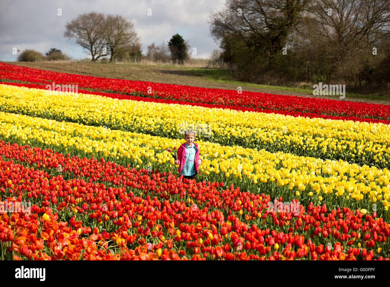 Lola Ward,8,picking tulips in a field near King's Lynn in Norfolk on