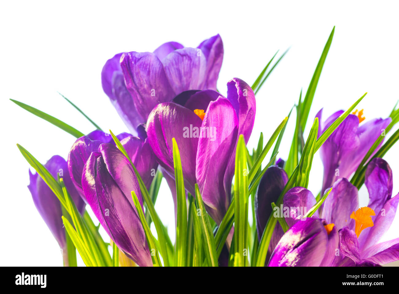 First spring flowers - bouquet of purple crocuses Stock Photo