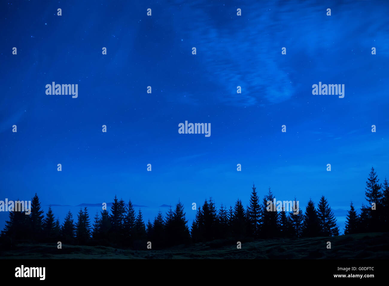 Forest of pine trees under blue dark night sky Stock Photo - Alamy