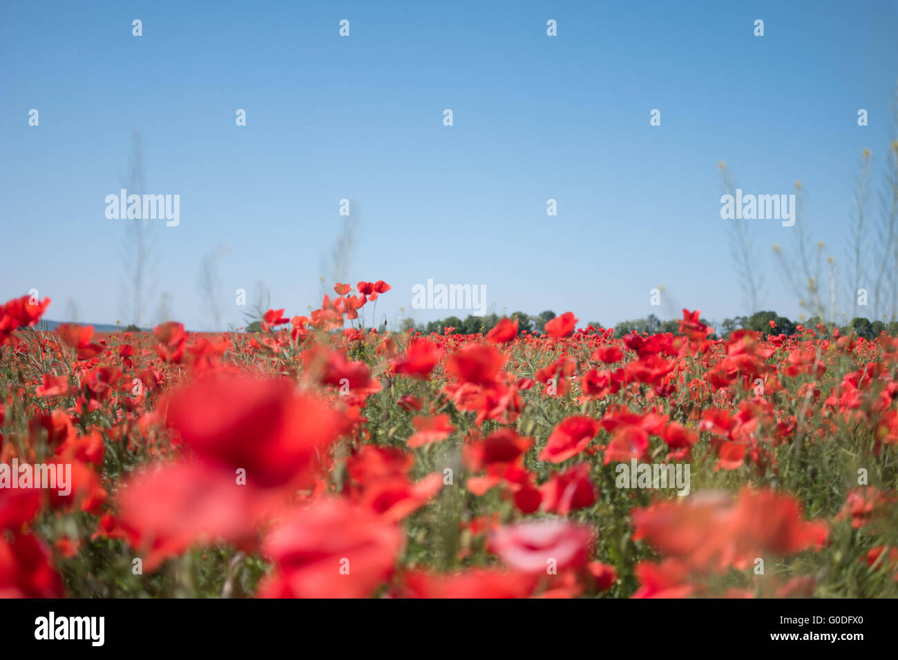 Field with red wild poppies Stock Photo - Alamy