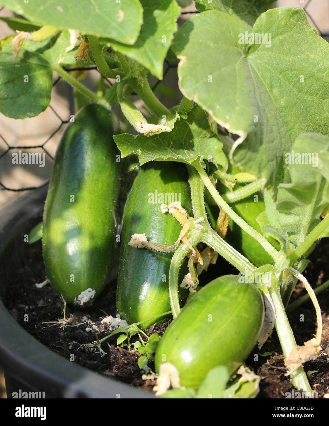 Cucumbers Stock Photo