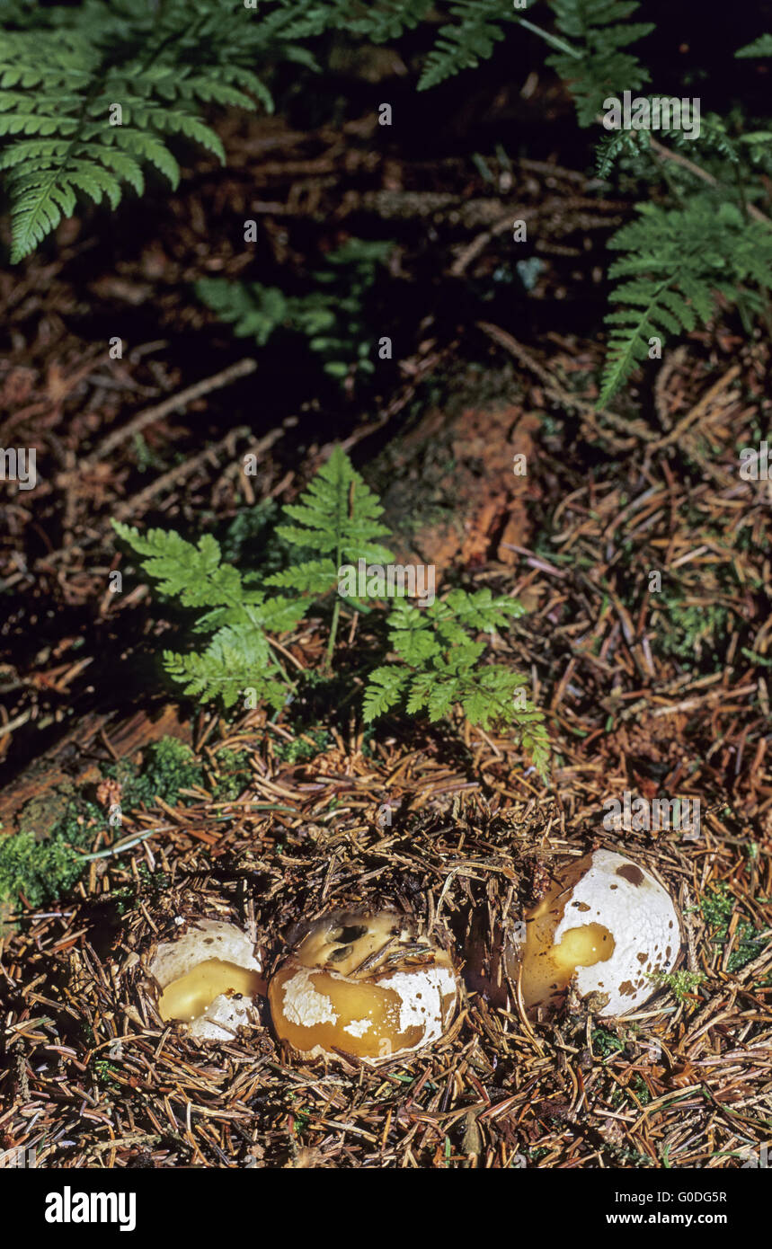 Stinkhorn in juvenile stage called witchs egg Stock Photo