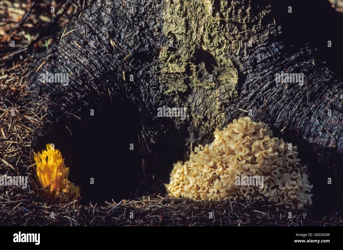 Cauliflower Mushroom and Yellow Stagshorn Stock Photo