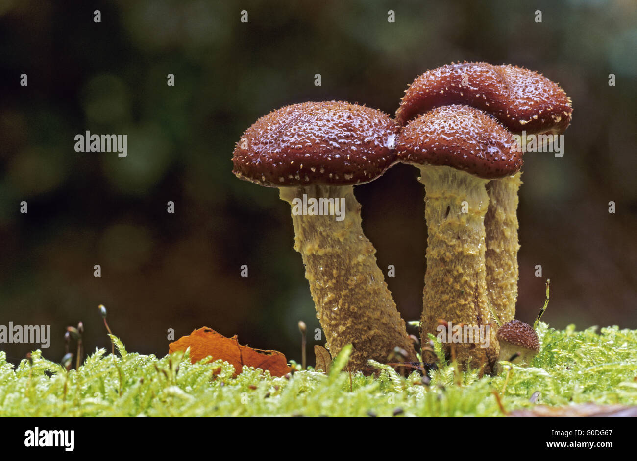 Bulbous Honey Fungus is an edible mushroom Stock Photo