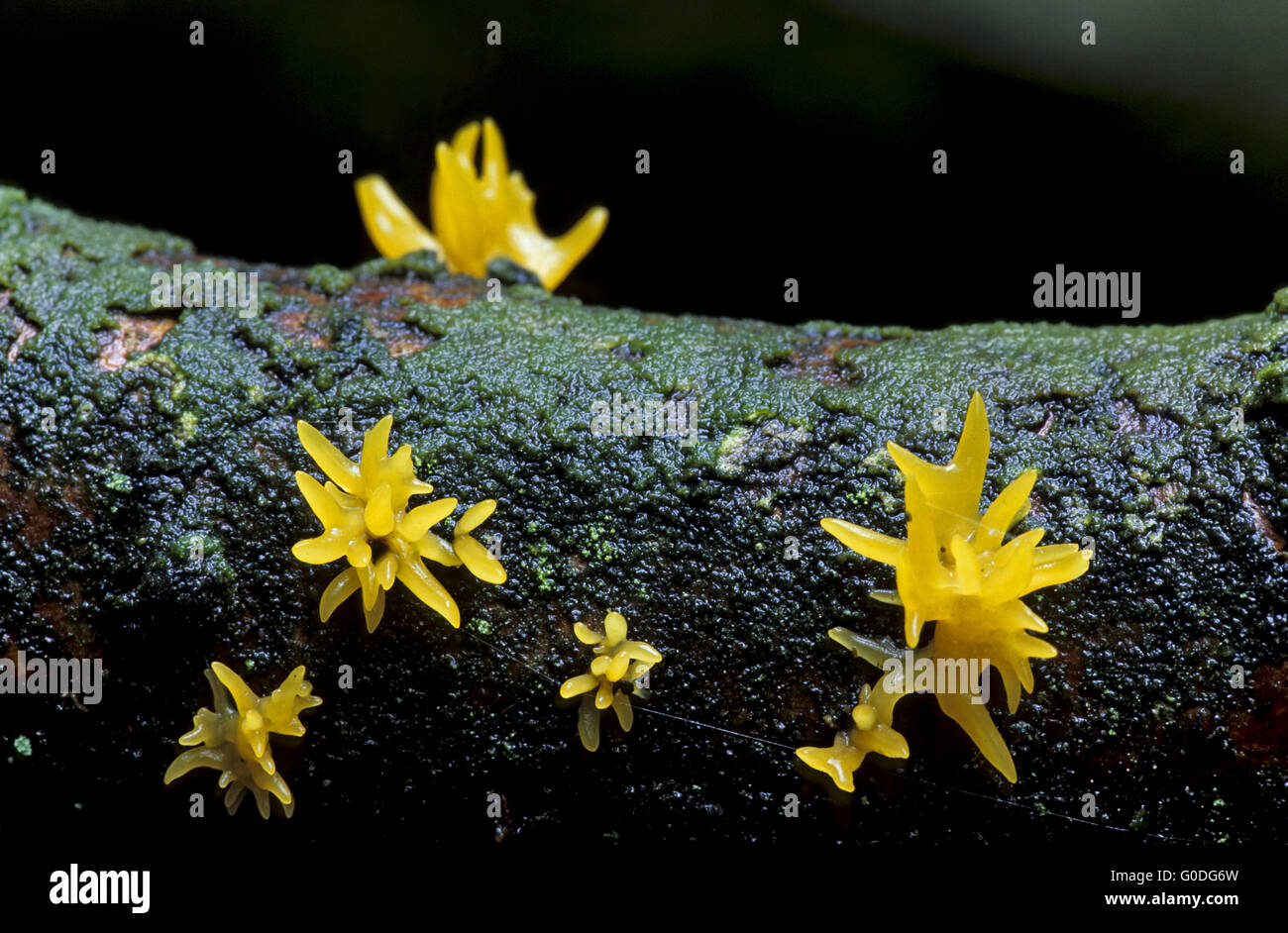 Small Stagshorn grows only on hardwood Stock Photo