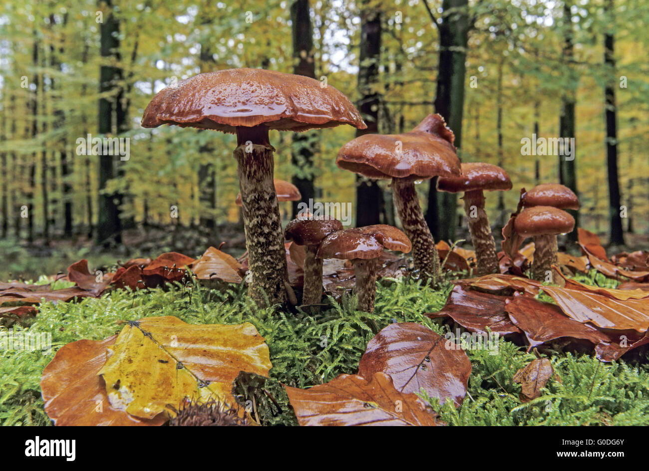 Bulbous Honey Fungus is an edible mushroom Stock Photo