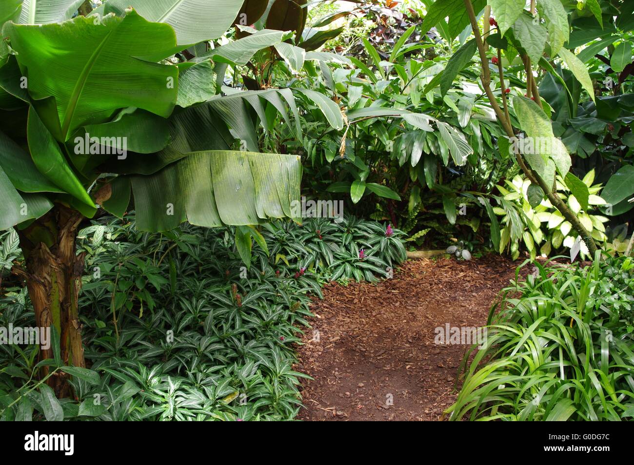 Forest tropics hi-res stock photography and images - Alamy