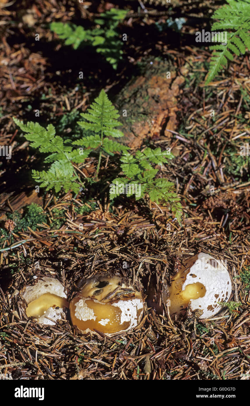 Stinkhorn in juvenile stage called witchs egg Stock Photo