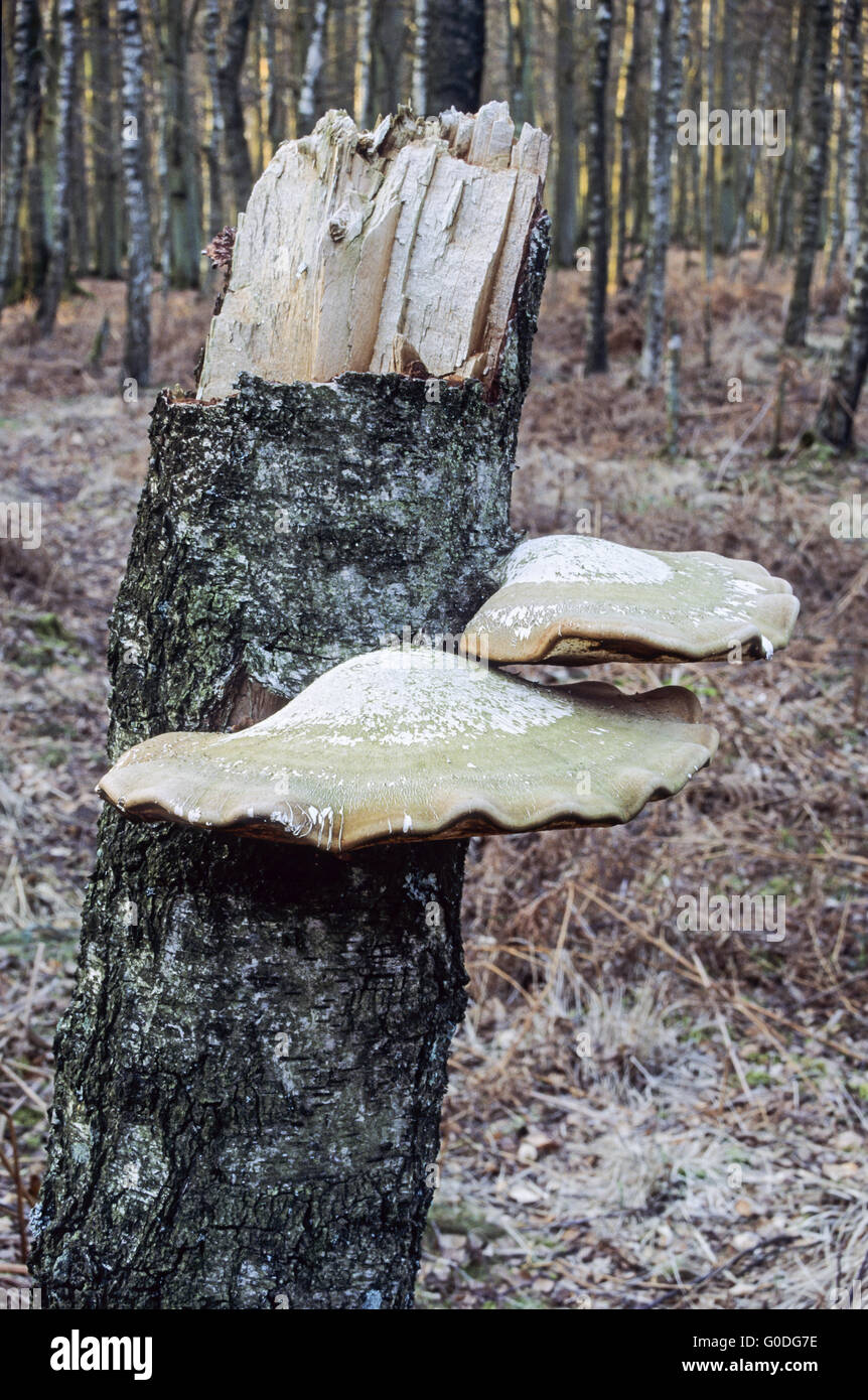 Birch Polypore grows almost only on birch trees Stock Photo