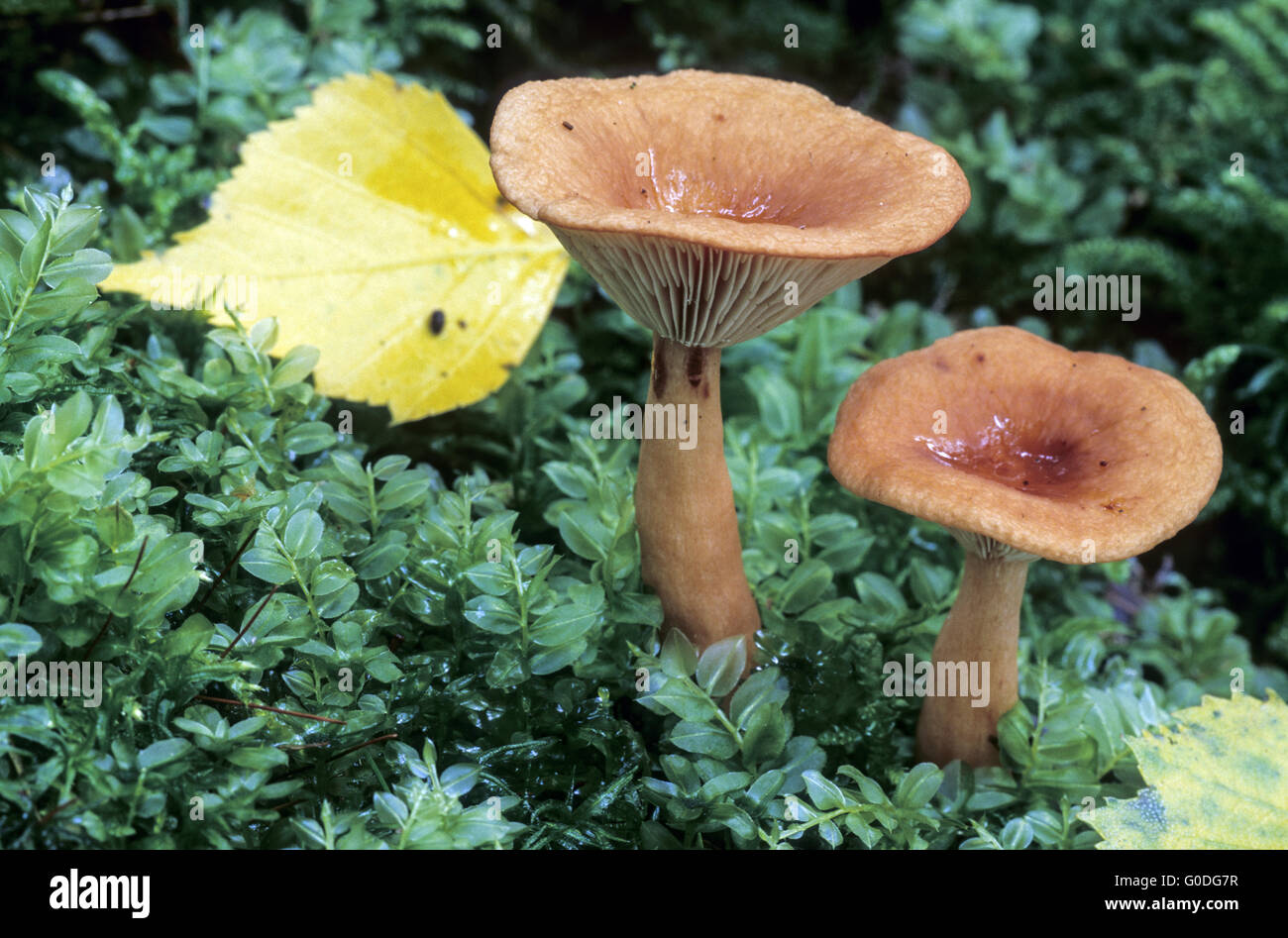 Birch Milkcap grows often under birches Stock Photo