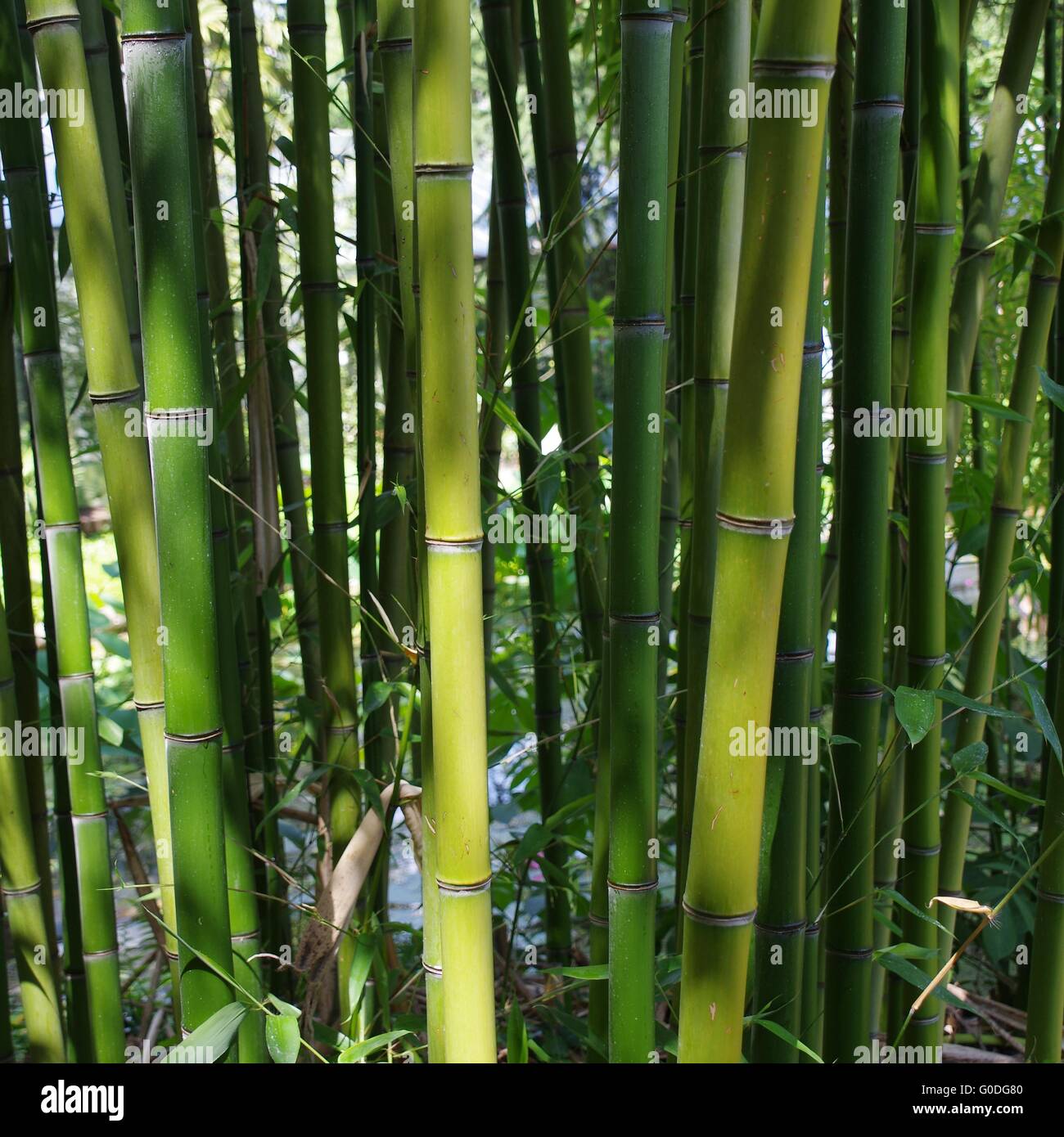 Bambusstan hires stock photography and images Alamy