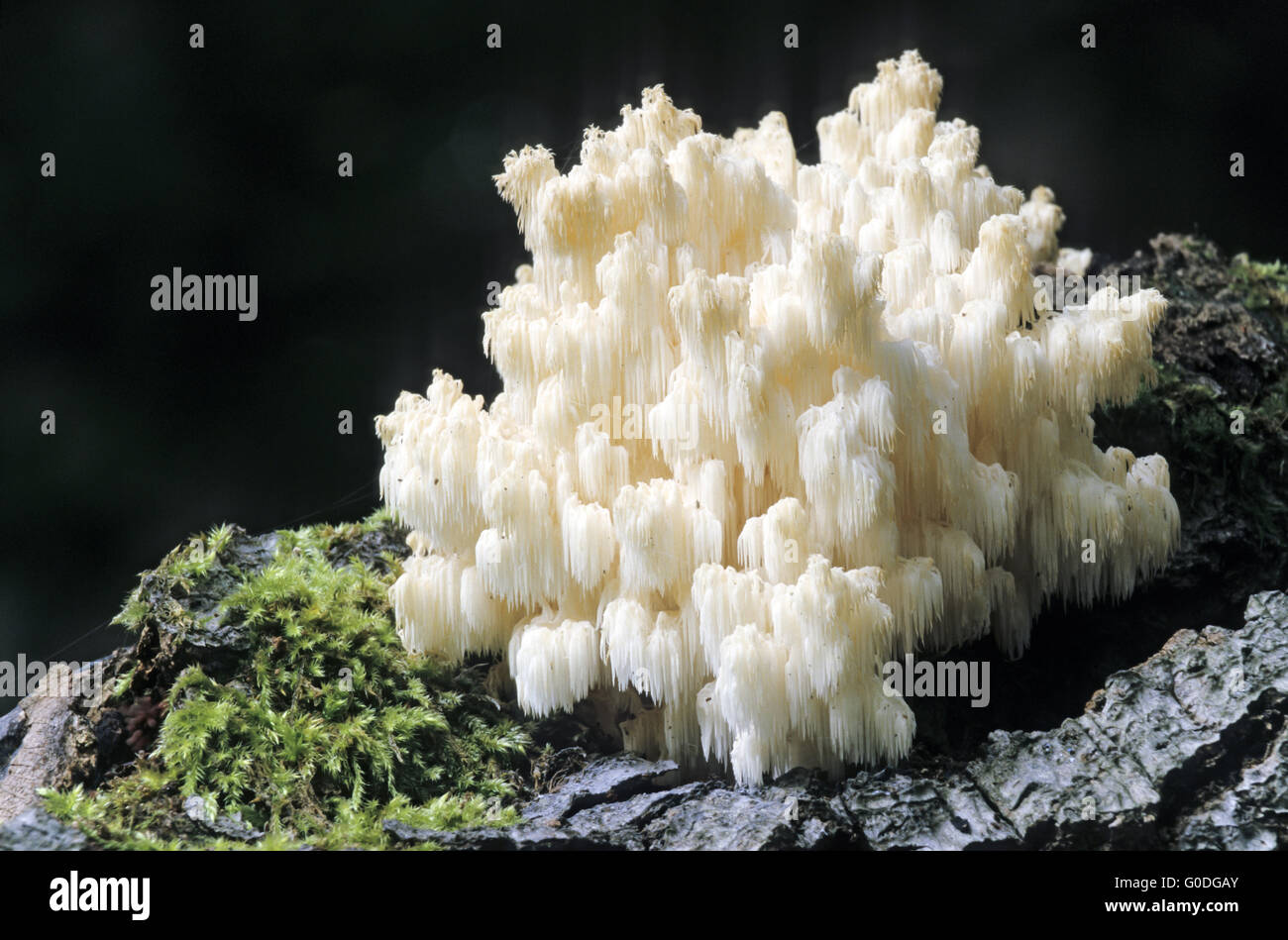 Coral Tooth Fungus grows on dead hardwood Stock Photo